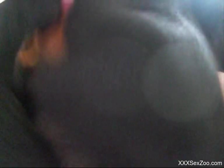 Hectic doggy style hardcore with a black dog