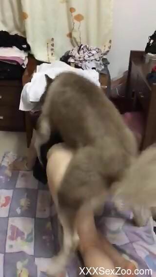 Furry dog makes clothed woman feel amazing in homemade XXX