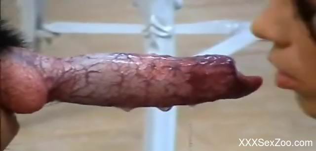 Two Latin babes take turns deepthroating a dog's dick