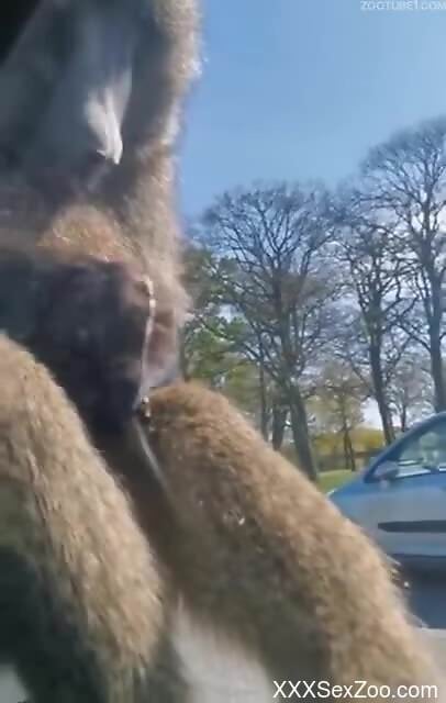 Energized moments wild animals fuck on the man's windshield