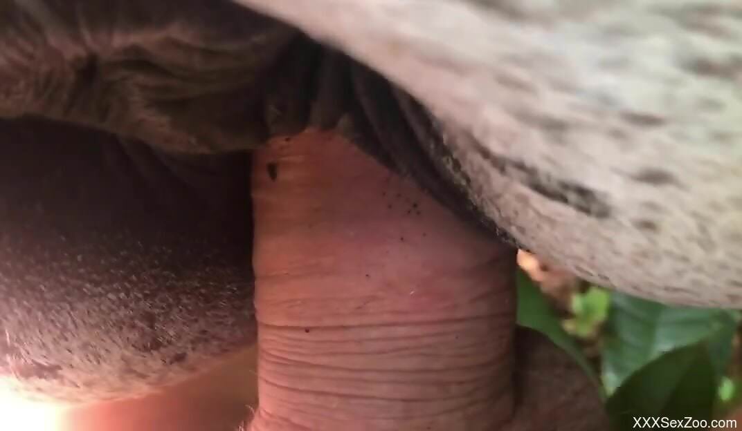 Dude puts his cock in a mare's pussy brutally