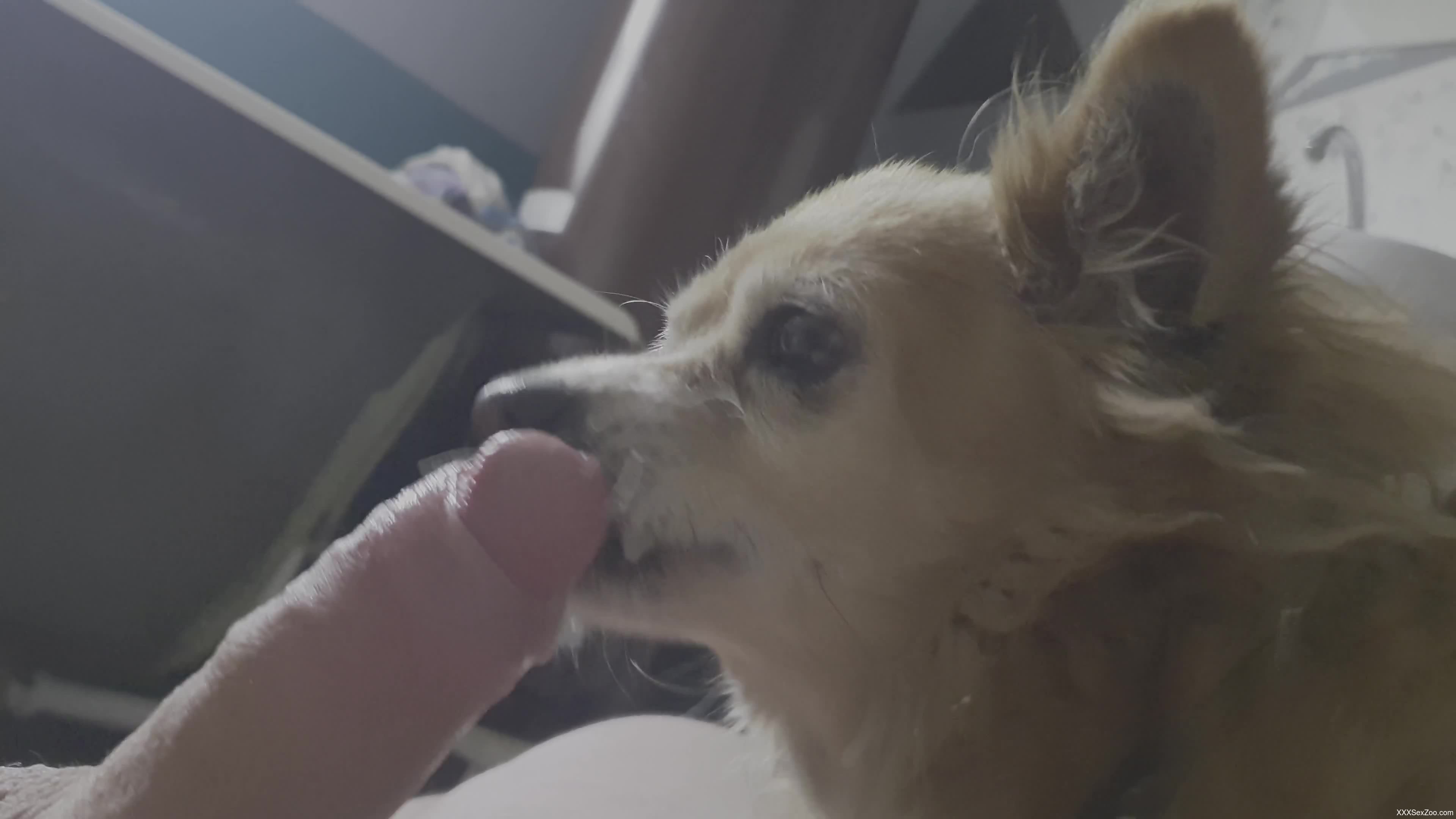 Horny male leaves his furry friend lick and sniff his erect penis