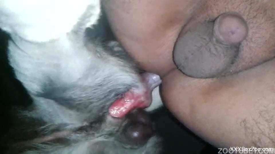 Ass to ass anal bestiality sex with a pretty hot doggy
