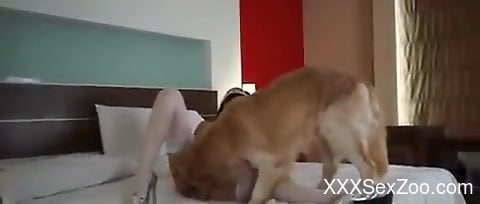 Bedroom zoo cam action with the furry dog