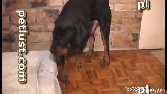 Black doggy impaled a horny owner in ass to ass pose