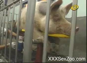 Kinky dude jerking a pig's massive boner on camera