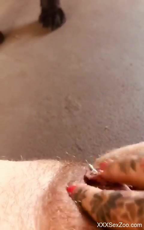 Black animal licking human pussy with passion