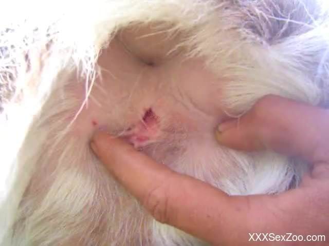 Man gets ready to penetrate tight dog's ass