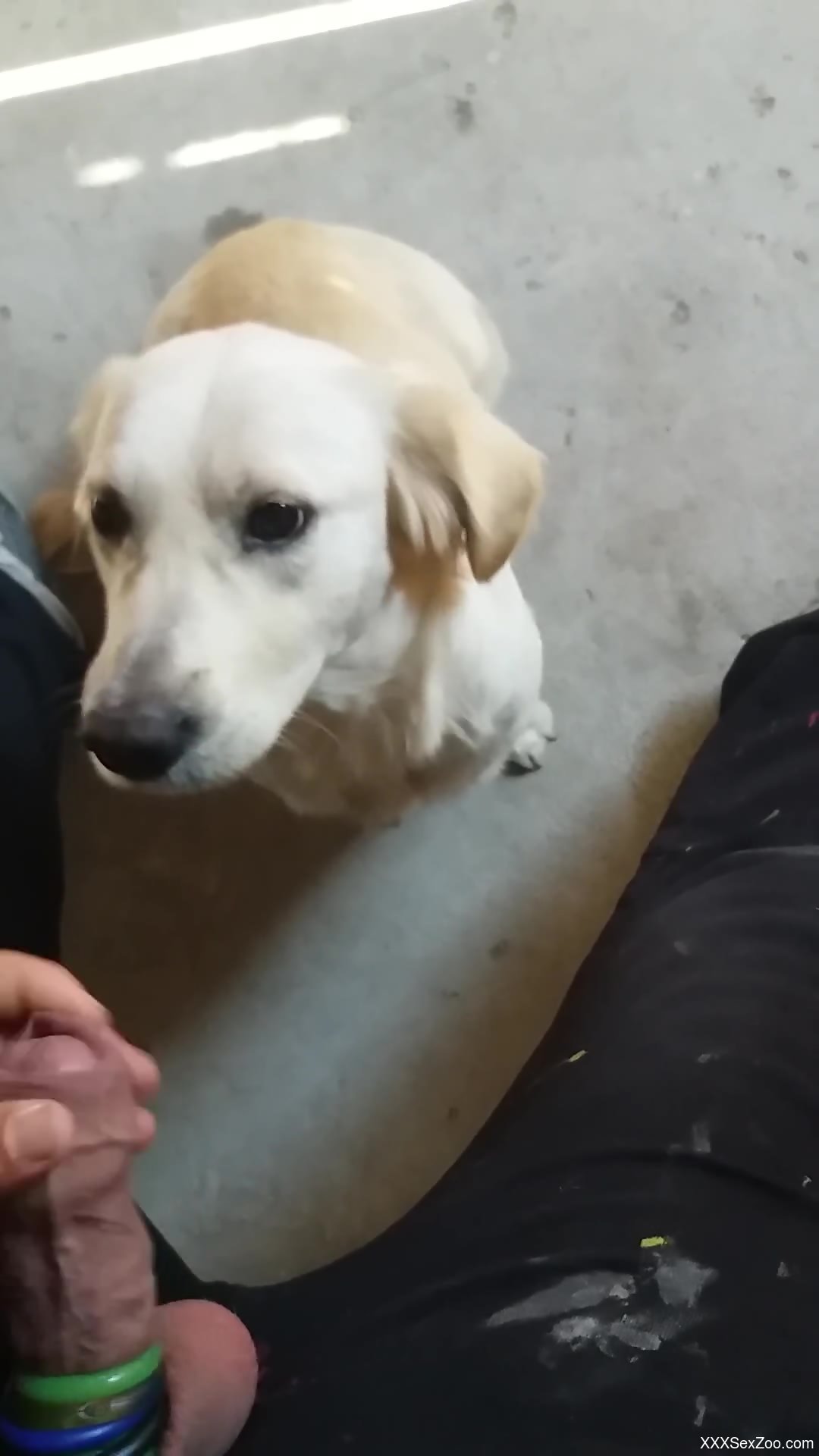 Dog licks owner's big dick in sloppy modes and causes the guy an orgasm