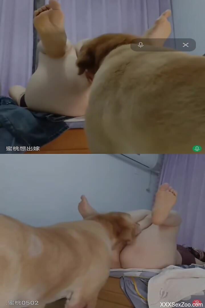 Nude woman gets taped at home when the dog licks her pussy