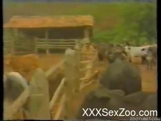 Woman sucks horse cock in slutty scenes then fucks