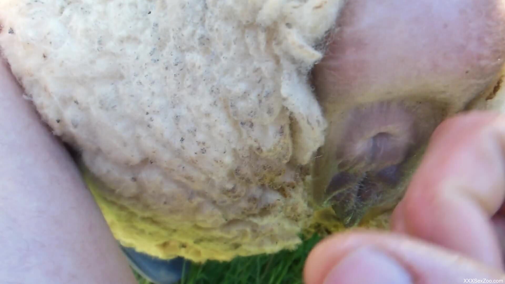 Sheep pussy and ass are going to get fucked FPV