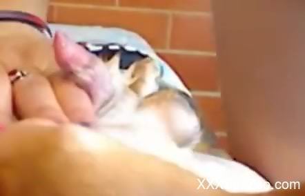 Dog's tiny cock getting deepthroated on camera
