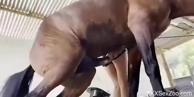 Horse fucking the girl's hole from behind HARD