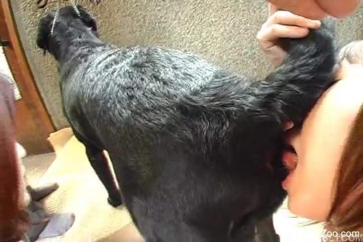 Two Japanese chicks are enjoying nasty bestiality sex with a dog
