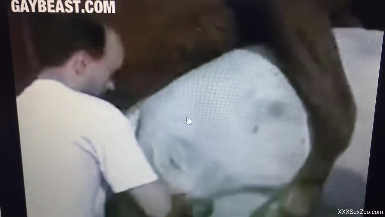 Dude helps his horses fuck in an efficient manner