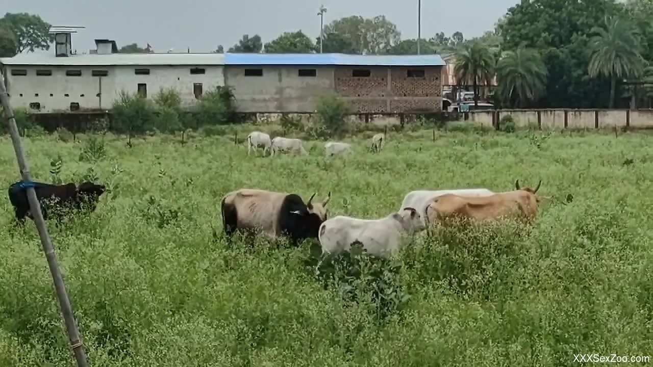 Sexy animals plan to have themselves a nice orgy