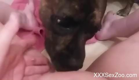 Shaved zoophile pussy is the tastiest treat ever