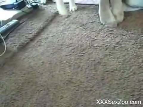 Incredible zoo fuck movie with intense gape and more