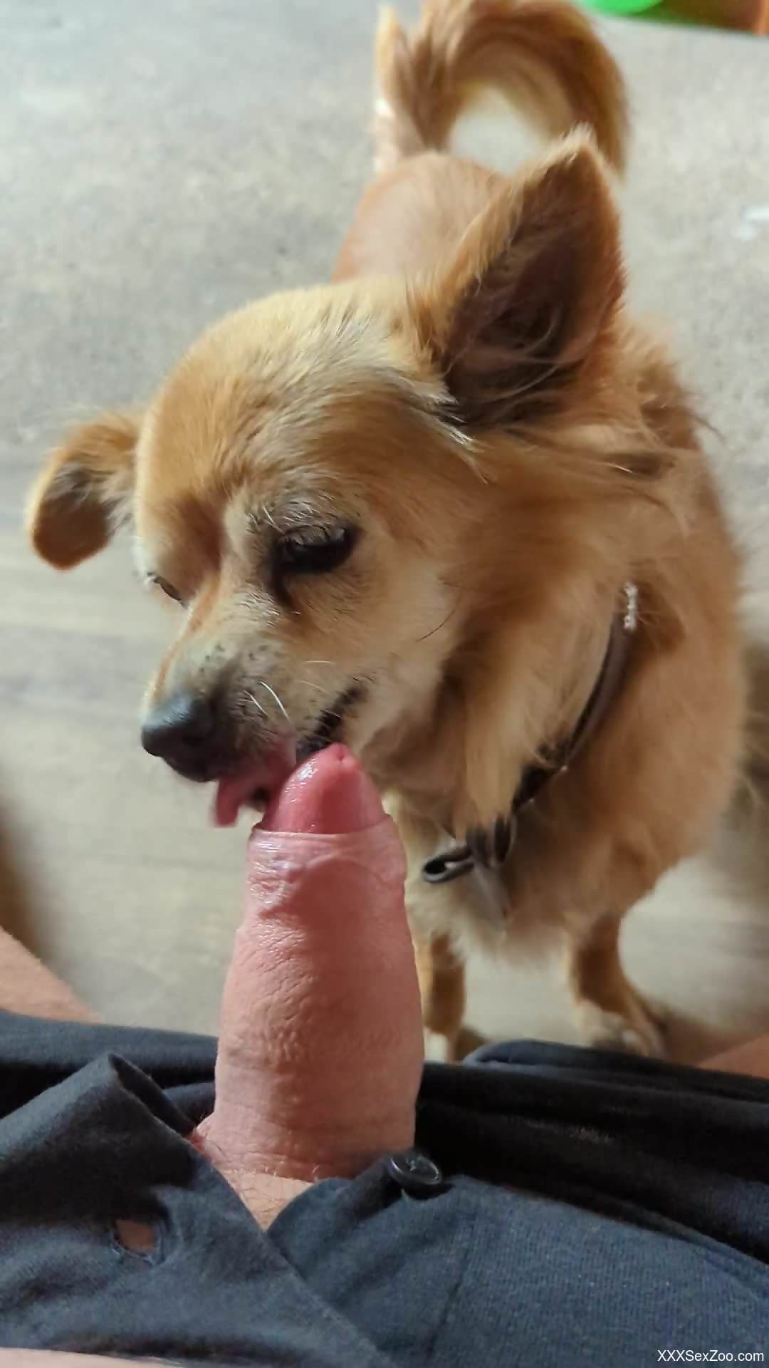 Furry mutt licks owner's dick in sloppy POV scenes