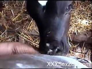 Cow licks man's dick while he records the whole thing