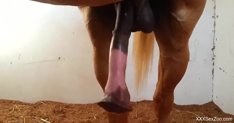 Horse penis spotlighted in a free porno movie