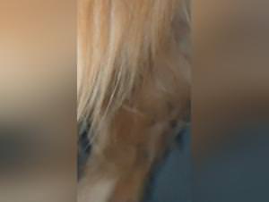 Sluts Getting Handjobs From Dogs