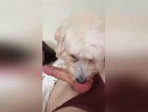 Trans licking dog, extreme bestiality