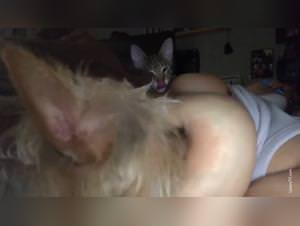 Feline frenzy dog feeding