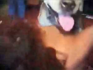 Hungarian Woman Dog Fuck Xxx Video Part 1