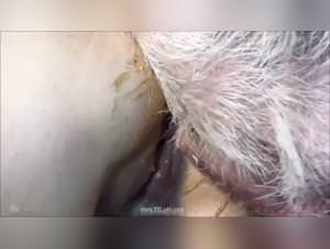 Ariel Boar Creampie Xxx Video