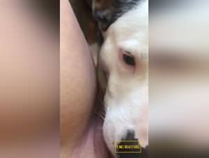 Dog Licking Hardcore: Woman Gets Violated