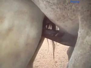 Horse Fucks Woman Extreme Porn