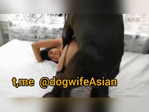 Wild dog taboo sex frenzy