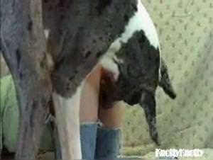 Two bitches fuck a dog together