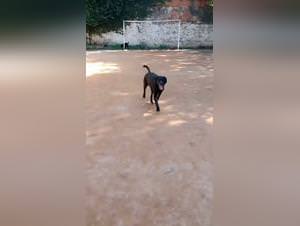 Dog Sex Manual: Finding Women in Brazil