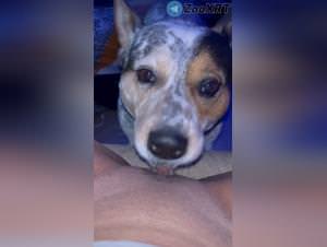 Dogg gf, extreme animal sex