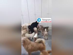 Chinese Dog Sex Collection Vol.2