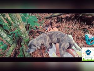 Forest For The Wicked : Cartoons dog pornography with beastiality, extreme