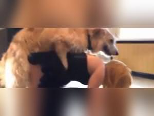 Knotting animal fantasies unleashed