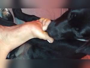 Bitch fucked brutally by her dog