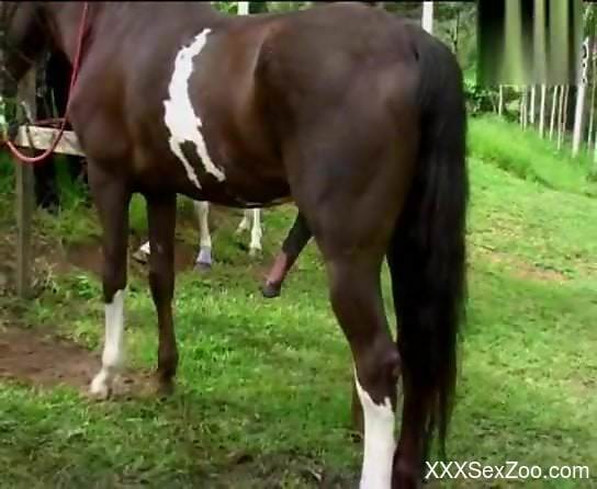 Blonde woman tries the whole horse cock in her