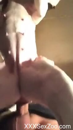 Sexy dog getting fucked in the pussy on all fours