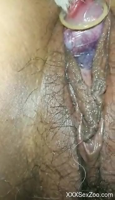 Neat zoophilic slit getting fucked by a dirty dog