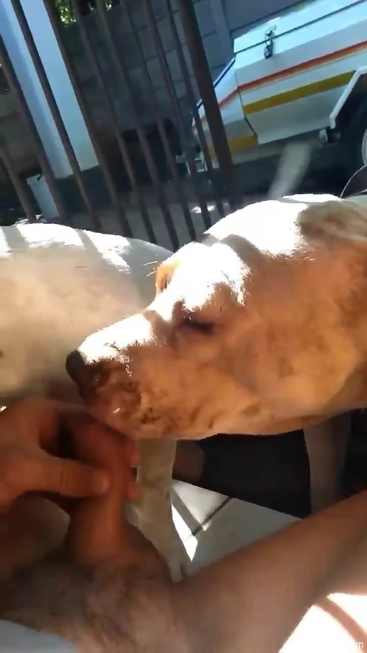 Two dogs sucking the guy's dick in a hot movie