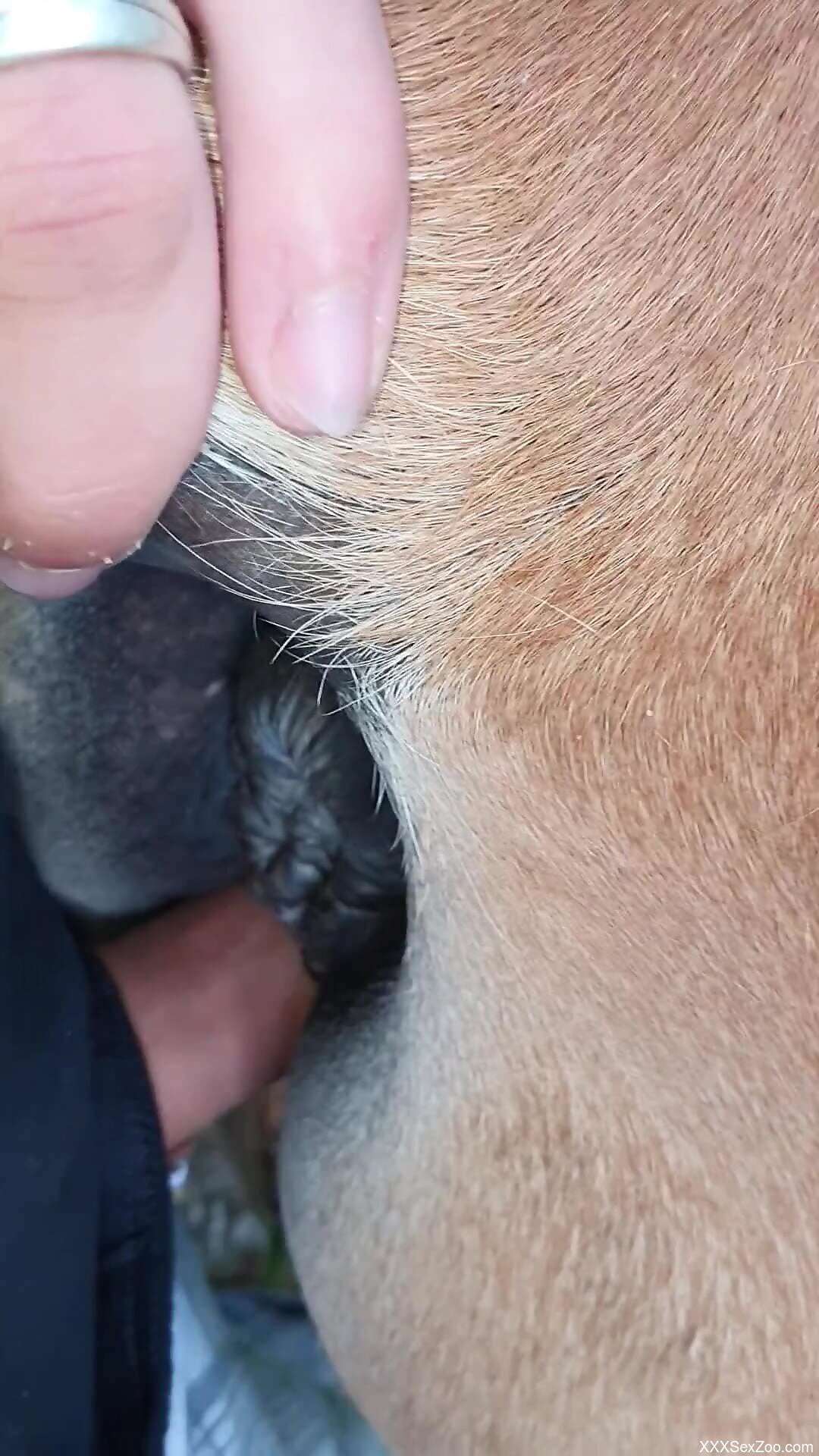 Man roughly fucks a cow in the pussy for restless cam perversions