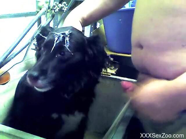 Old man lets curious dog lick his penis in a cam solo