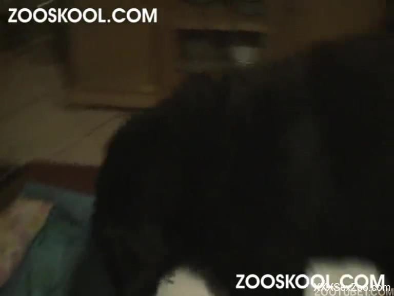 Nude babe zoo fuck play on cam with her dog