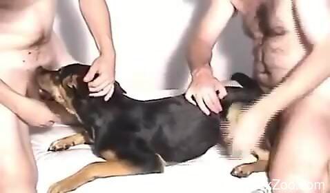 Two guys spit roasting the FUCK outta this dog