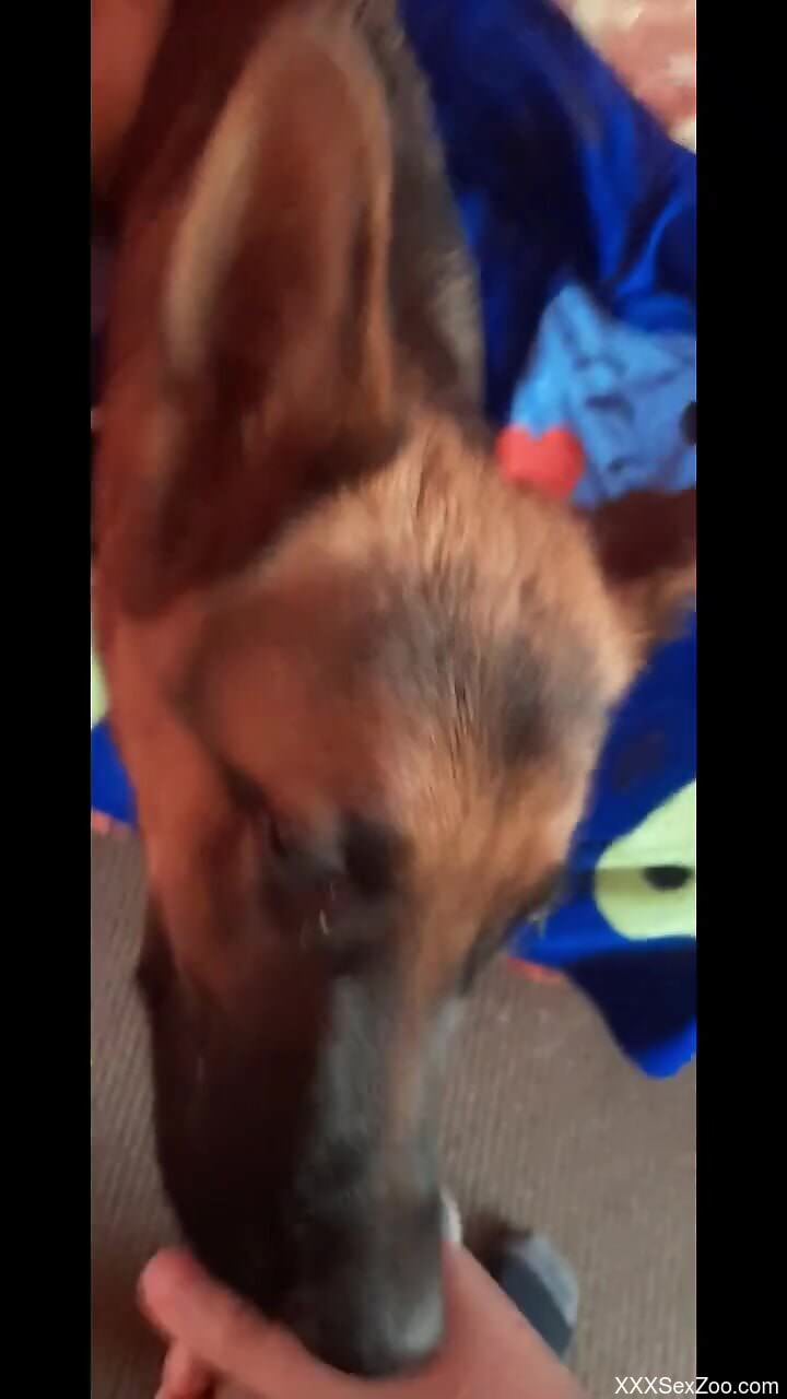 POV zoophilic seduction of a very appealing dog